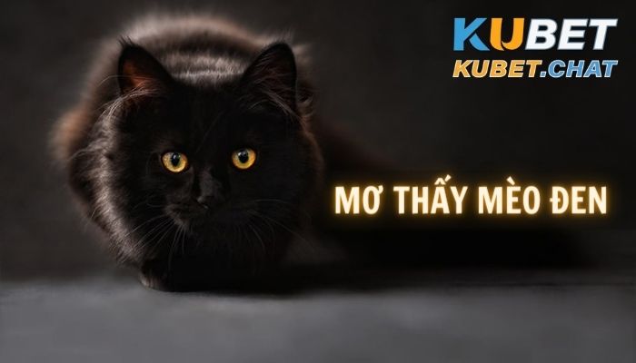 Top 10 điều bí ẩn khi bạn mơ thấy mèo đen