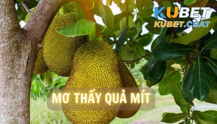 Mơ thấy quả mít- Giải đáp 99+ giấc mơ về trái mít