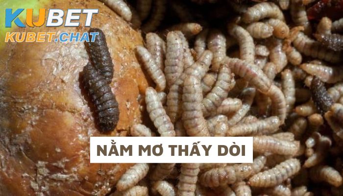 Nằm mơ thấy dòi và top 5+ ý nghĩa của giấc mơ kỳ lạ này